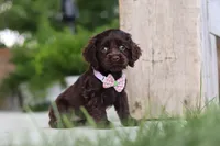 Baily, a female Cocker Spaniel for sale in Baltic, OH – 6 of 8