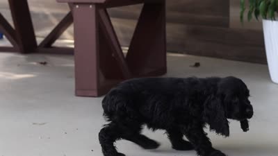 Kaylee, a female Cocker Spaniel for sale in Baltic, OH – 5 of 5