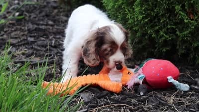 Blossom, a female Cocker Spaniel for sale in Baltic, OH – 9 of 9