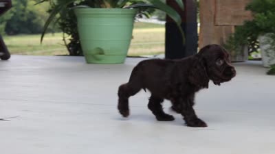 Baily, a female Cocker Spaniel for sale in Baltic, OH – 8 of 8