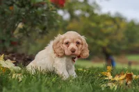 Acorn, a male Cocker Spaniel for sale in Baltic, OH – 3 of 6
