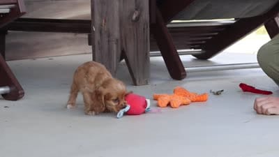 Billie, a female Cocker Spaniel for sale in Baltic, OH – 9 of 9