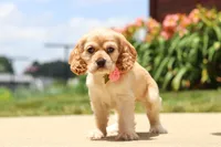 Pearl, a female Cocker Spaniel for sale in Baltic, OH – 9 of 9