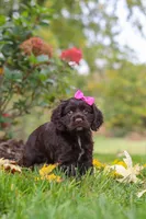 Autumn, a female Cocker Spaniel for sale in Baltic, OH – 4 of 8