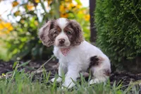 Blossom, a female Cocker Spaniel for sale in Baltic, OH – 5 of 9