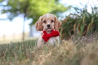 Boone, a male Cocker Spaniel for sale in Baltic, OH – 2 of 10