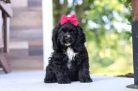 Sophie, a female Cocker Spaniel for sale in Baltic, OH – 7 of 9