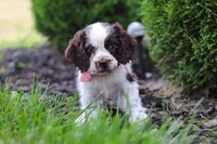 Byrdie, a female Cocker Spaniel for sale in Baltic, OH – 2 of 8