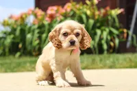 Pearl, a female Cocker Spaniel for sale in Baltic, OH – 5 of 9