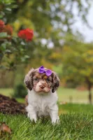 Amber, a female Cocker Spaniel for sale in Baltic, OH – 4 of 8
