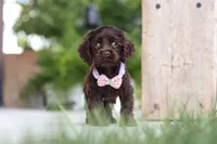 Baily, a female Cocker Spaniel for sale in Baltic, OH – 3 of 8