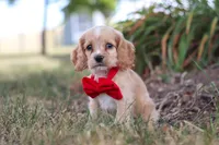 Boone, a male Cocker Spaniel for sale in Baltic, OH – 9 of 10