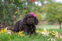 Autumn, a female Cocker Spaniel for sale in Baltic, OH – 5 of 8