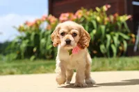 Pearl, a female Cocker Spaniel for sale in Baltic, OH – 4 of 9