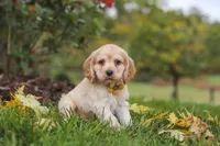 Cinnamon, a male Cocker Spaniel for sale in Baltic, OH – 6 of 8