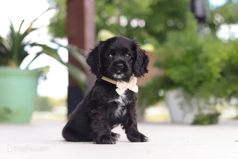 Betsy – Cocker Spaniel puppy for sale in Baltic, OH