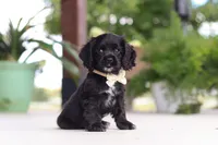 Betsy, a female Cocker Spaniel for sale in Baltic, OH – 1 of 8
