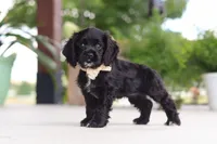 Betsy, a female Cocker Spaniel for sale in Baltic, OH – 5 of 8