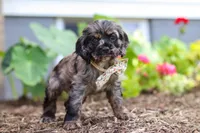 Jewel, a female Cocker Spaniel for sale in Baltic, OH – 2 of 9