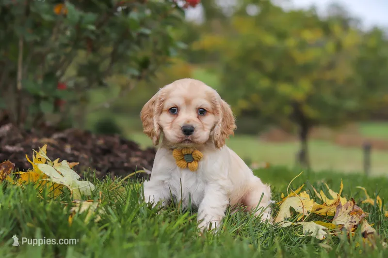 Cinnamon – Cocker Spaniel puppy for sale in Baltic, OH