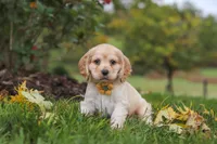 Cinnamon, a male Cocker Spaniel for sale in Baltic, OH – 1 of 8