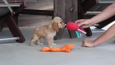 Boone, a male Cocker Spaniel for sale in Baltic, OH – 10 of 10