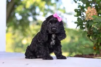 Kaylee, a female Cocker Spaniel for sale in Baltic, OH – 3 of 5