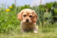Pearl, a female Cocker Spaniel for sale in Baltic, OH – 6 of 9