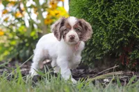 Blossom, a female Cocker Spaniel for sale in Baltic, OH – 6 of 9