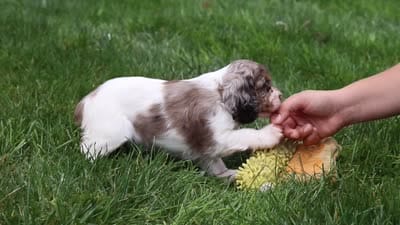 Amber, a female Cocker Spaniel for sale in Baltic, OH – 8 of 8