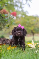 Autumn, a female Cocker Spaniel for sale in Baltic, OH – 6 of 8