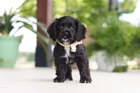 Betsy, a female Cocker Spaniel for sale in Baltic, OH – 6 of 8