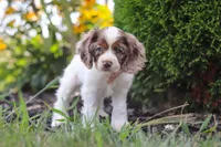 Blossom, a female Cocker Spaniel for sale in Baltic, OH – 2 of 9