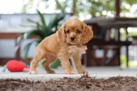 Billie, a female Cocker Spaniel for sale in Baltic, OH – 4 of 9