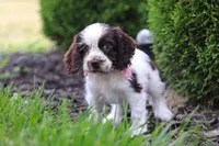 Byrdie, a female Cocker Spaniel for sale in Baltic, OH – 7 of 8