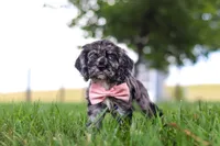 Gabby, a female Cocker Spaniel for sale in Baltic, OH – 9 of 10