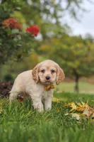 Cinnamon, a male Cocker Spaniel for sale in Baltic, OH – 7 of 8