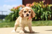 Pearl, a female Cocker Spaniel for sale in Baltic, OH – 8 of 9