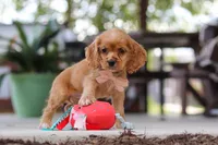 Billie, a female Cocker Spaniel for sale in Baltic, OH – 5 of 9