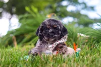 Jewel, a female Cocker Spaniel for sale in Baltic, OH – 7 of 9
