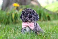 Gabby, a female Cocker Spaniel for sale in Baltic, OH – 2 of 10