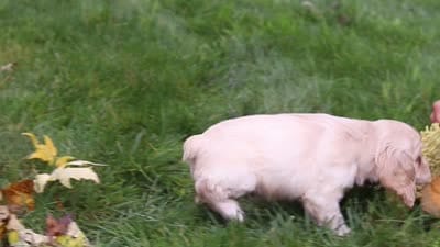 Cinnamon, a male Cocker Spaniel for sale in Baltic, OH – 8 of 8