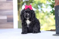 Sophie, a female Cocker Spaniel for sale in Baltic, OH – 2 of 9