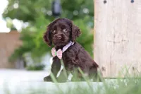 Baily, a female Cocker Spaniel for sale in Baltic, OH – 4 of 8
