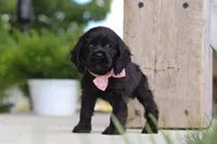 Beauty, a female Cocker Spaniel for sale in Baltic, OH – 7 of 9