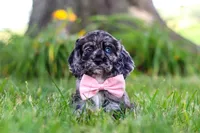 Gabby, a female Cocker Spaniel for sale in Baltic, OH – 1 of 10