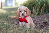 Boone, a male Cocker Spaniel for sale in Baltic, OH – 8 of 10