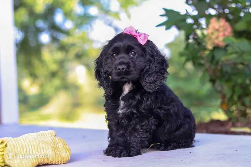 Kaylee – Cocker Spaniel puppy for sale in Baltic, OH