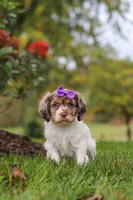 Amber, a female Cocker Spaniel for sale in Baltic, OH – 6 of 8