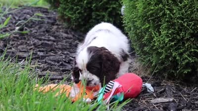 Byrdie, a female Cocker Spaniel for sale in Baltic, OH – 8 of 8